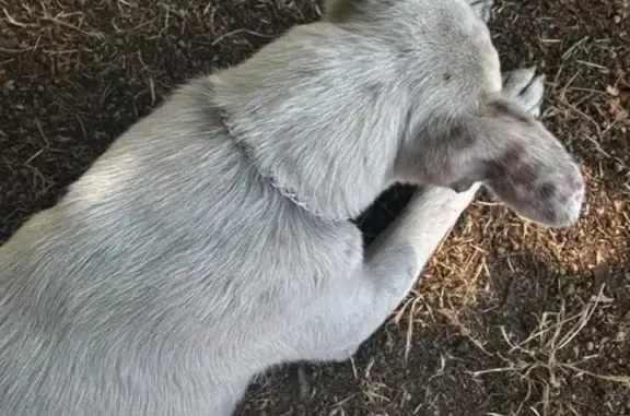 Щенок найден: Московская ул., Краснодар