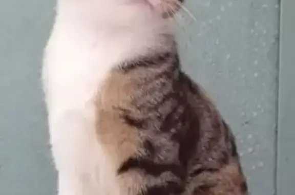 Кошки потеряшки, Нальчик, фото: Потеряшка кошка на Шогенцукова, 24, Нальчик