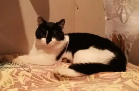 Найденные животные Ленинградская область, фото: Кошка найдена: Малые Колпаны, Ленобласть