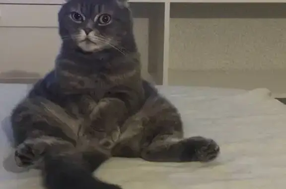 Кошки потеряшки, Нижний Новгород, фото: Потеряшка кошка, Райниса 1, Нижний Новгород