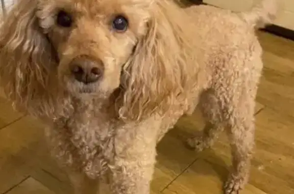 Пропал пудель Джони, Чита, Каштакское кольцо