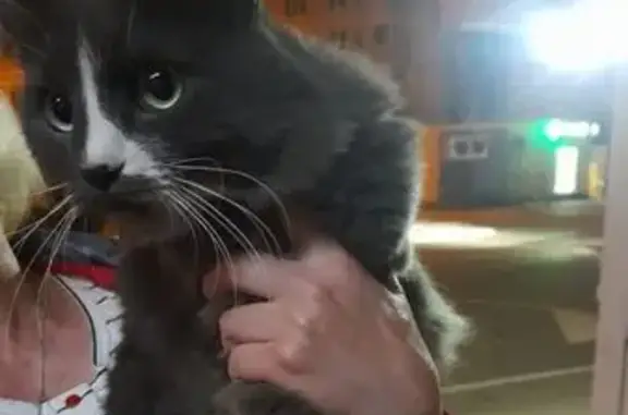 Кошка найдена, Учебный пер., Липецк