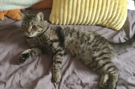 Пропала кошка, Липецкая ул., Мичуринск