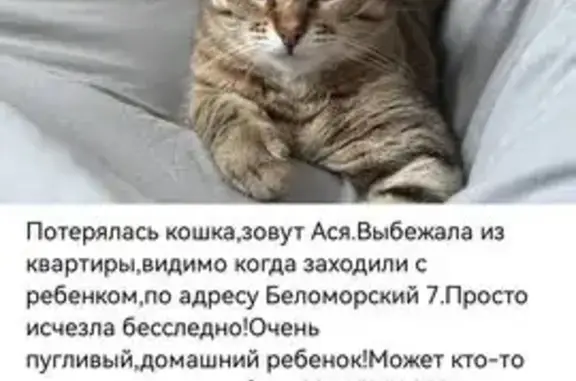 Пропала кошка, Беломорский пр., 7, С-вд.