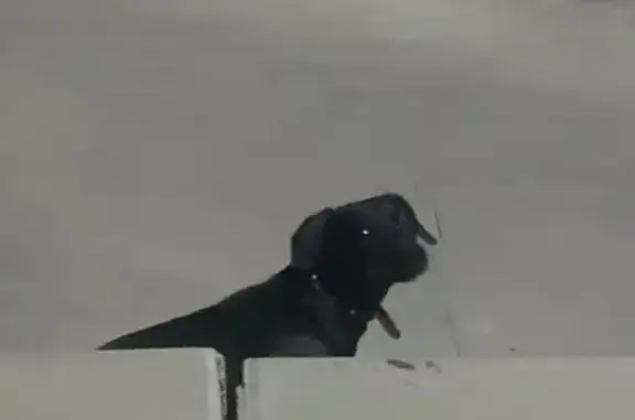 Собака ищет хозяина на Мечникова, 37