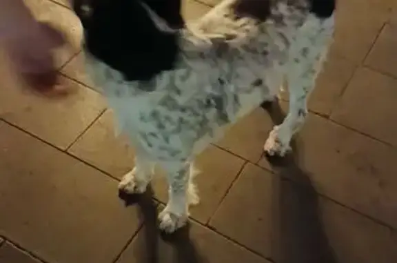 Найдена собака, Ереван, фото: Собака найдена: Сурб Григора Лусаворича, 13