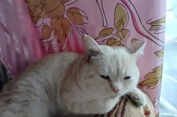 Пропала рыжая кошка, ул. Ленина, Темиртау