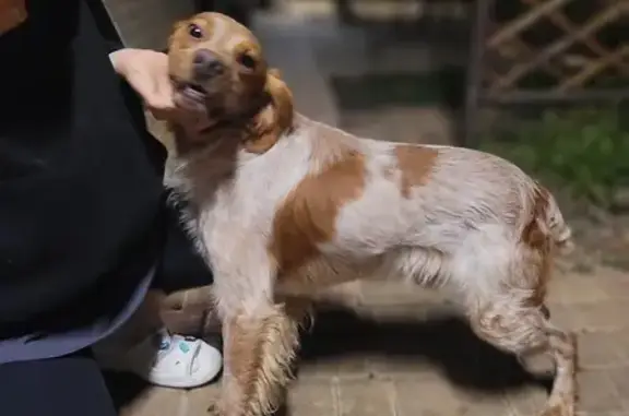 Найдена собака, Крымск, фото: Собака найдена: ул. Д. Бедного, Крымск