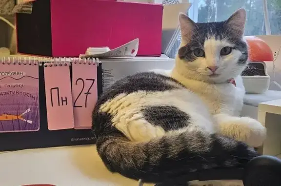 Пропала кошка на ул. Менделеева, 22