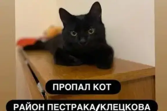 Кошки потеряшки, Гродно, фото: Потеряшка кошка, ул. Пестрака 34А, Гродно