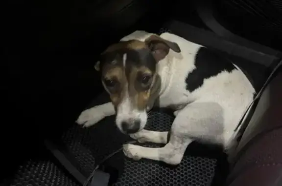 Найдена собака, , фото: Найден Джек Рассел на Садовой, 40