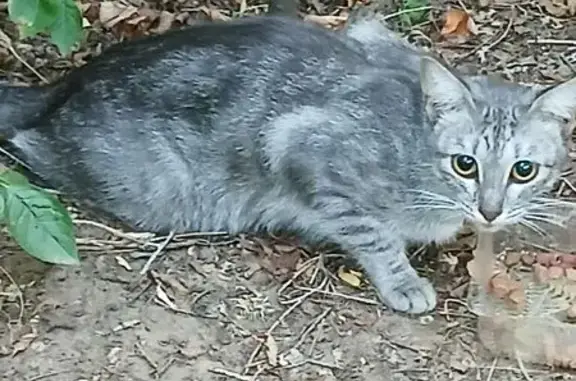 Найдена кошка, Волгоград, фото: Кошка найдена, Краснополянская, Волгоград