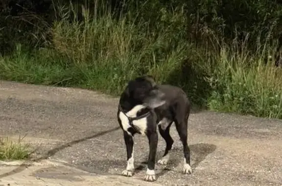 Найдена собака, Московская область, фото: Собака найдена: Крёкшинское шоссе, МО