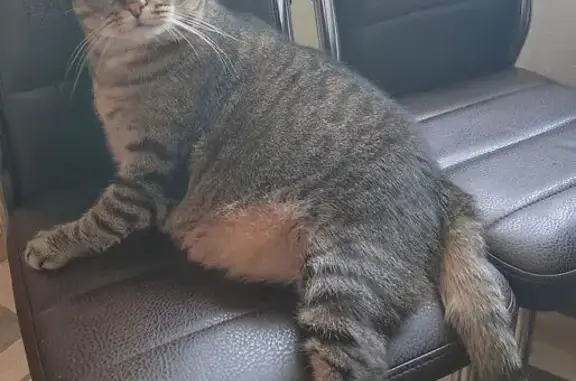 Пропала кошка, Окружное ш., Архангельск