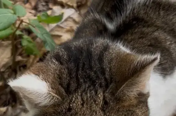 Найдена кошка, Москва, фото: Найдена кошка, Ленинградское шоссе, Москва