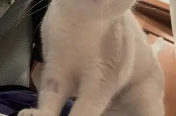 Кошки потеряшки, Воронеж, фото: Потеряшка кошка, ул. 232-й Стрелковой, 39