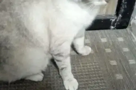 Найдена кошка, Гродно, фото: Кошка найдена: пр. Космонавтов, 27, Гродно