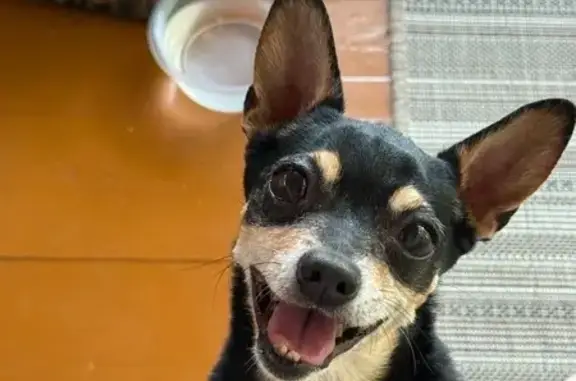 Собаки потеряшки, , фото: Потеряшка собака в СНТ Политехник, Иркутск