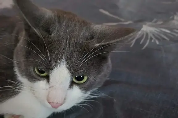 Найдена кошка, Москва, фото: Найдена кошка, Ореховый проезд, 29 к2