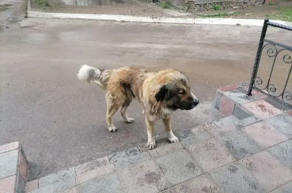Найдена собака, Чита, Забайкалье