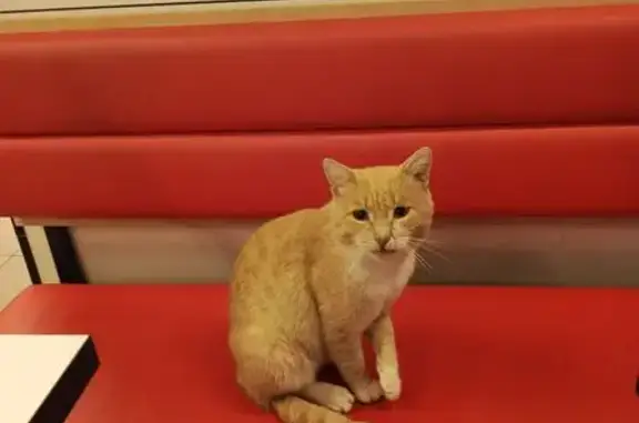 Кошка найдена: ул. Зари, 21, Н. Тагил