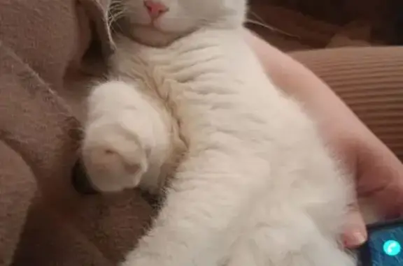 Пропала кошка, Школьная ул. 200, Лабинск