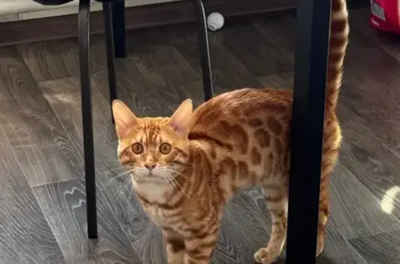 Кошка найдена: ул. Шилова, Чита