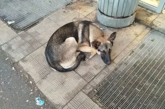 Собака найдена у 