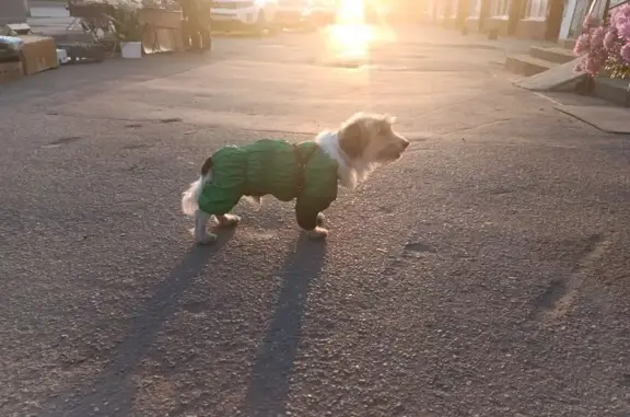 Собака найдена: Московское шоссе, 140