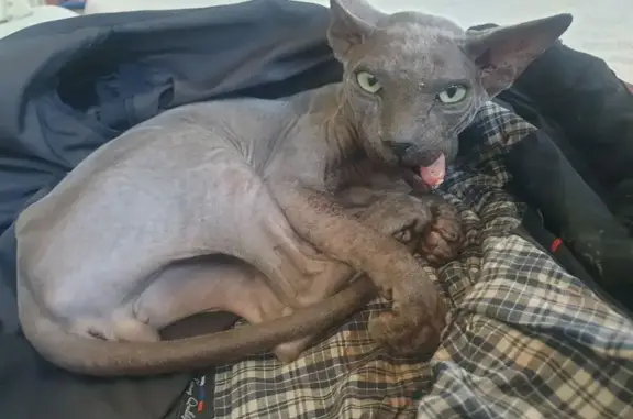 Найдена кошка, Бийск, фото: Сбит кот сфинкс, Садовая 210, Бийск