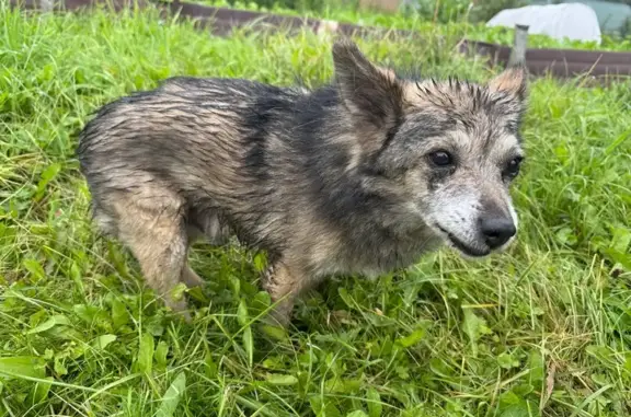 Найдена собака, Калтан, фото: Собака найдена в Осинники-Калтан