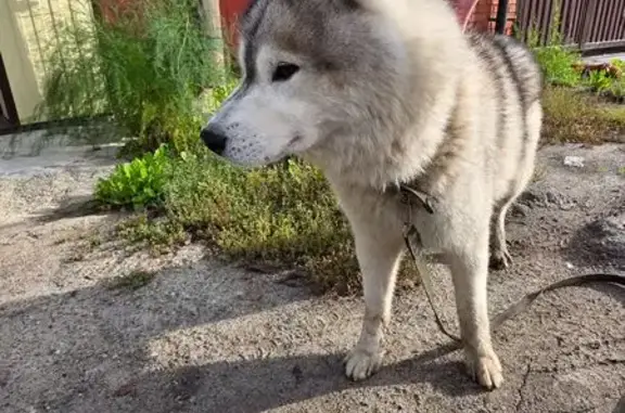 Найденные животные Томск, фото: Собака найдена: ул. Салтыкова-Щедрина 14