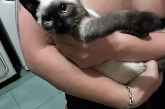 Найдена кошка, Северск, фото: Котенок найден: ул. Калинина, 44, Северск