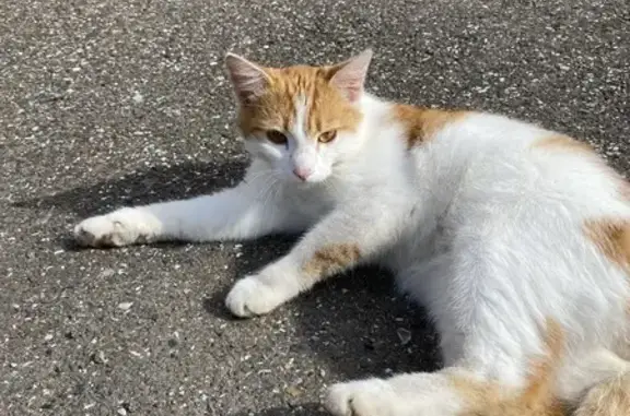 Найдена кошка, Томск, фото: Котик найден у школы 37, ул. Лазо, 22