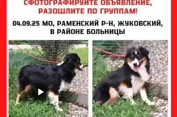 Пропала собака, ул. Дзержинского 1/11