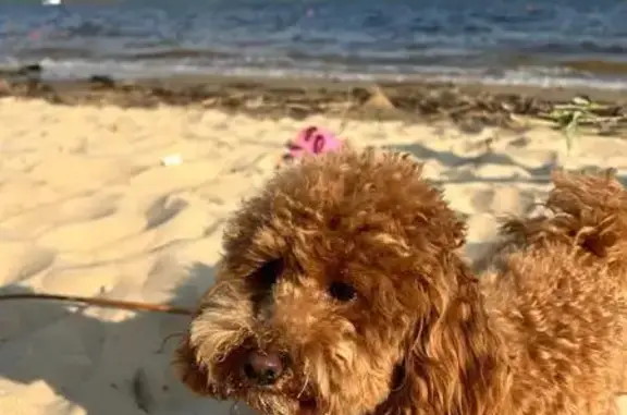 Собаки потеряшки, Нижний Услон, фото: Потеряшка мини пудель, Заводская ул., Н. Услон