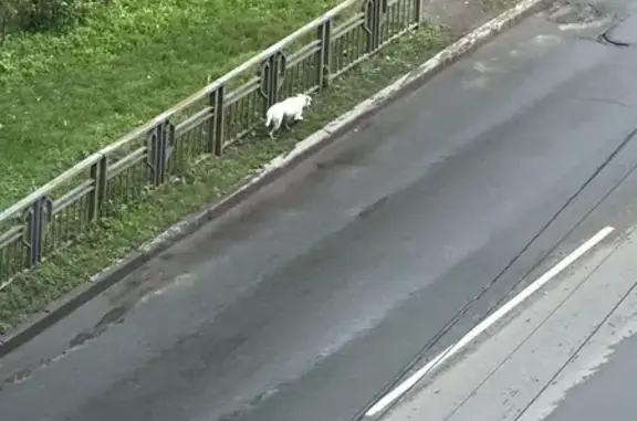 Найдена собака, Красноярск, фото: Найдена собака, Красноярск, Красноярский край