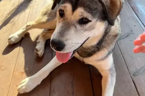 Найдена собака, Выльгорт, фото: Собака найдена: Сосновая ул., 80/2, Выльгорт