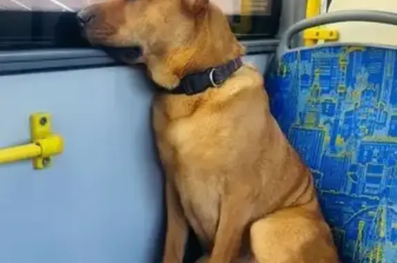 Пропала собака, Большая Филёвская, Москва