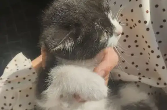 Кошка найдена: Казахский пер., 34, Искитим