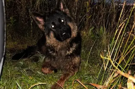 Найдена собака, ул. Шамова 8, Тюмень