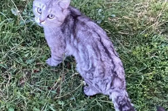 Пропала кошка в Столбище, ул. Взлётная