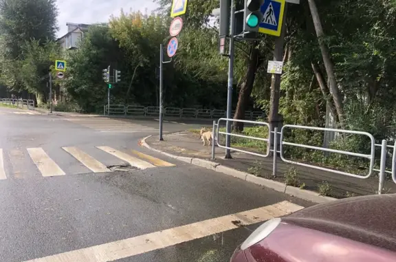 Собака найдена: Артиллерийская 57, Челябинск