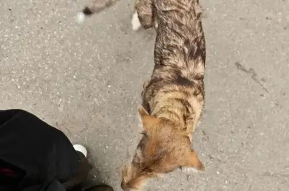 Собака найдена: Марпосадское шоссе, Чебоксары