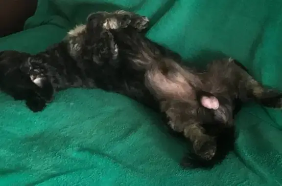 Пропала собака, Краснознамённая 8, Краснознаменск