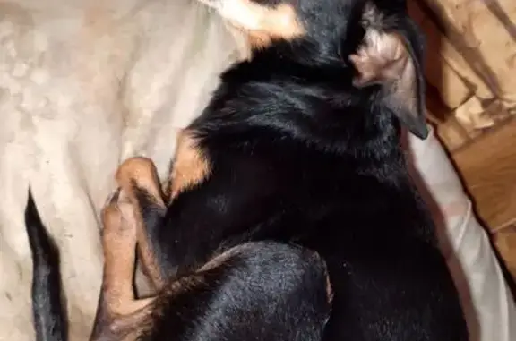 Пропала собака, Автономный пер., 1, Хабаровск