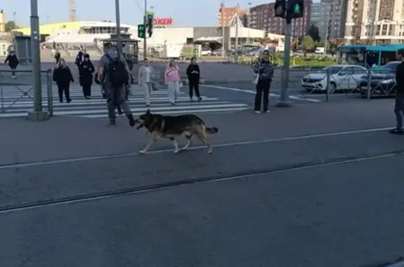 Собака найдена у метро пр. Энгельса, СПб