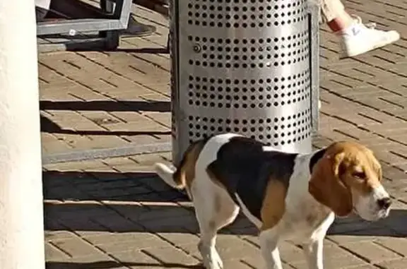 Бигль найден на Нагатинской, проезд 1819