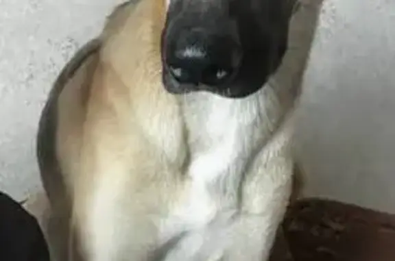 Собаки потеряшки, Вологодская область, фото: Потеряшка собака, Вологодская область