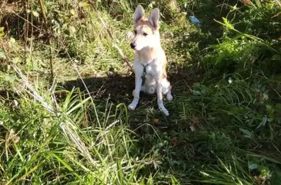 Найдена собака, Московская область, фото: Собака найдена у ст. Морозки, МО